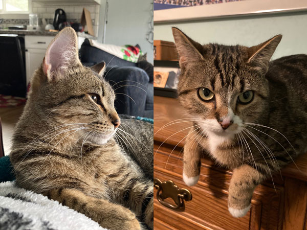 Niblet and Cookie have affirmed much of my cat adoption advice from </em>Your Cat Won't Do That!<em>--and even expanded upon it--since joining my household